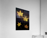 Autumn Leaves Acrylic Print