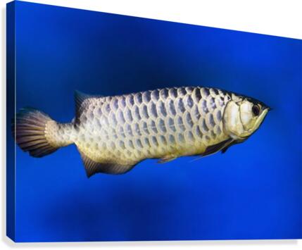 Fish Canvas Print