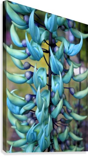 Blue jade plant; Hawaii, United States of America by PacificStock Wall Art