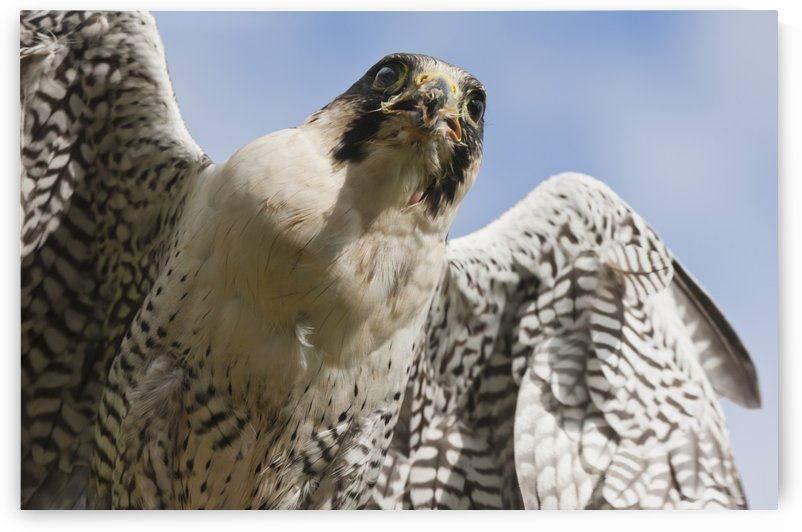 Peregrine Falcon (Falco Peregrinus); Windermere, Cumbria, England by PacificStock