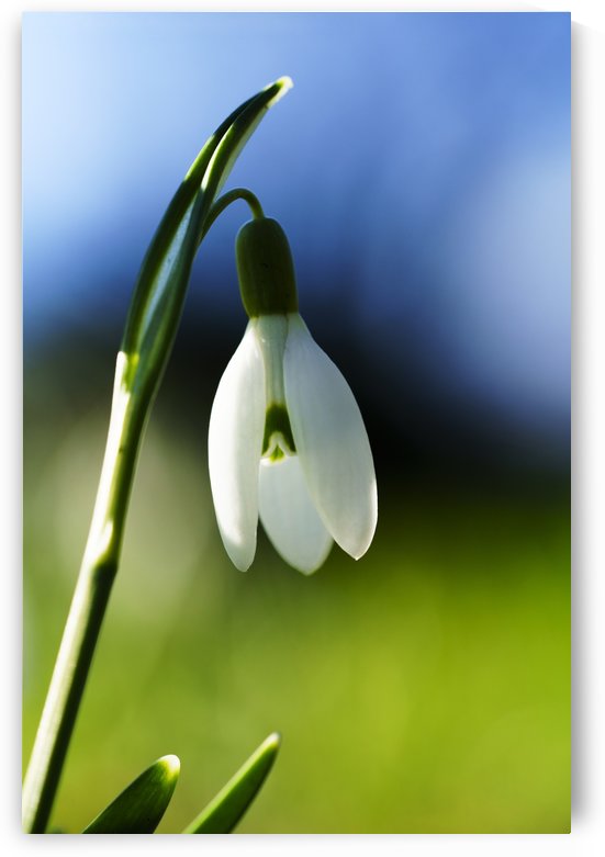 White flower drooping against blue and green background; South Shields, Tyne and Wear, England by PacificStock