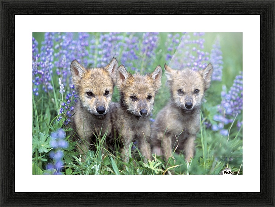 Three Wolf Pups Picture Frame print