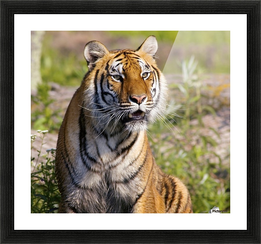 Tiger Watching Picture Frame print