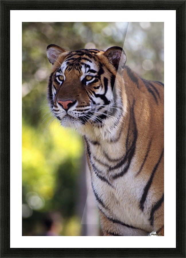 Bengal Tiger Picture Frame print