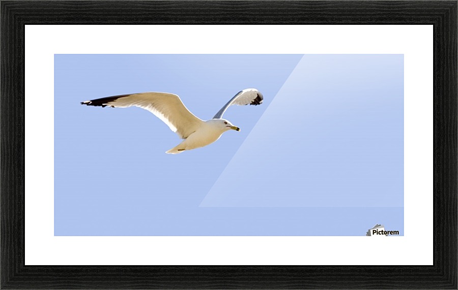 Seagull In Flight Picture Frame print