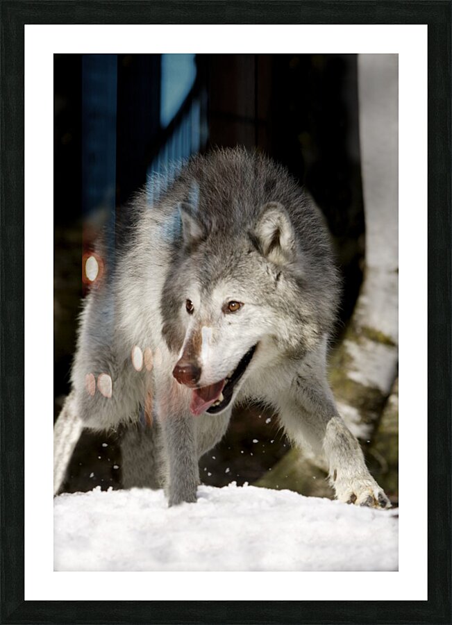 Wolf Picture Frame print