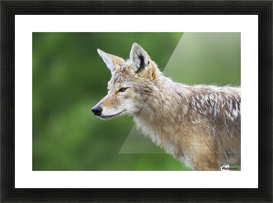 Coyote Picture Frame print