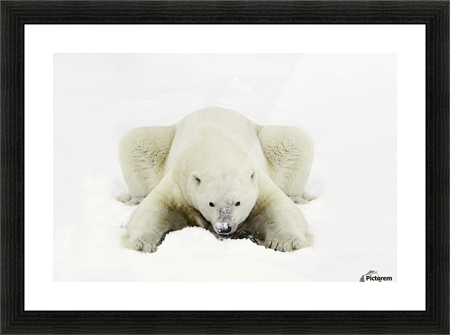 Polar Bear Picture Frame print