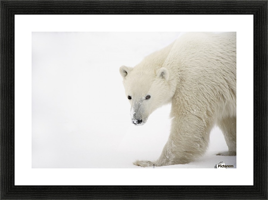 Polar Bear Picture Frame print