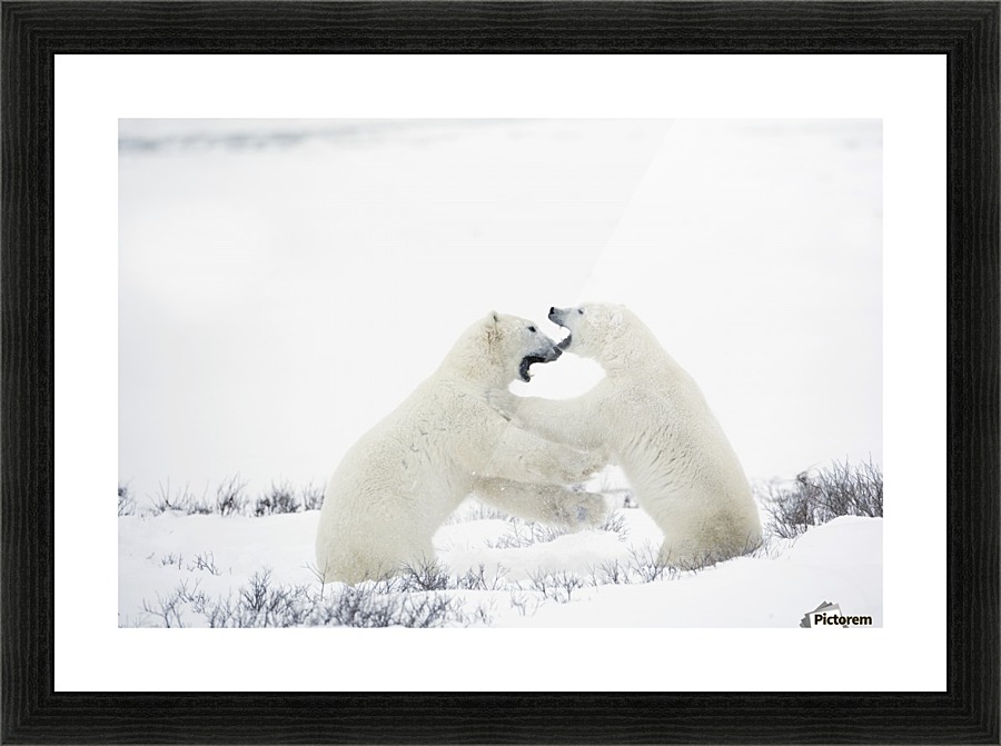 Polar Bears Fighting Picture Frame print