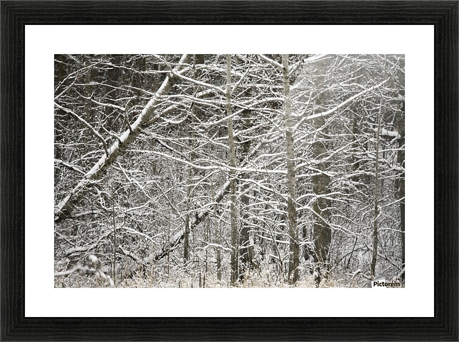 Snow Covered Branches Picture Frame print