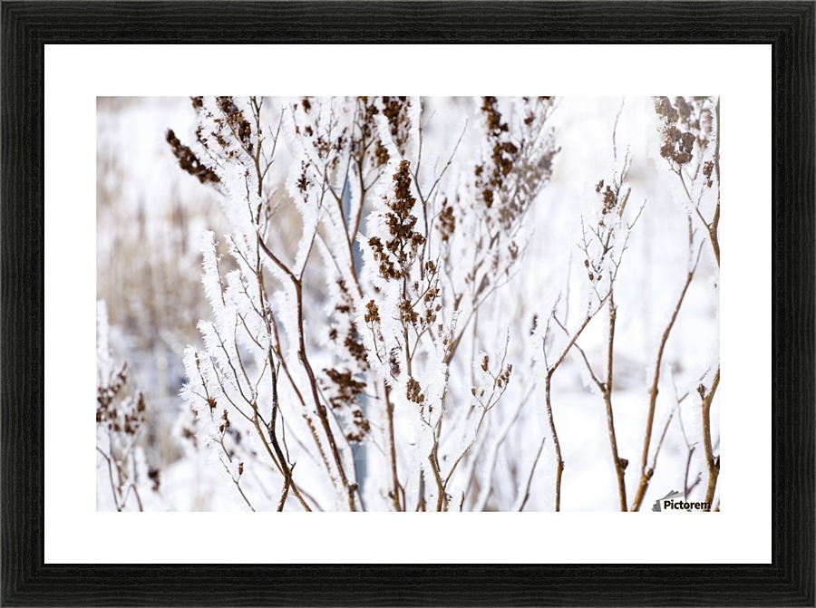 Plants In Winter Picture Frame print