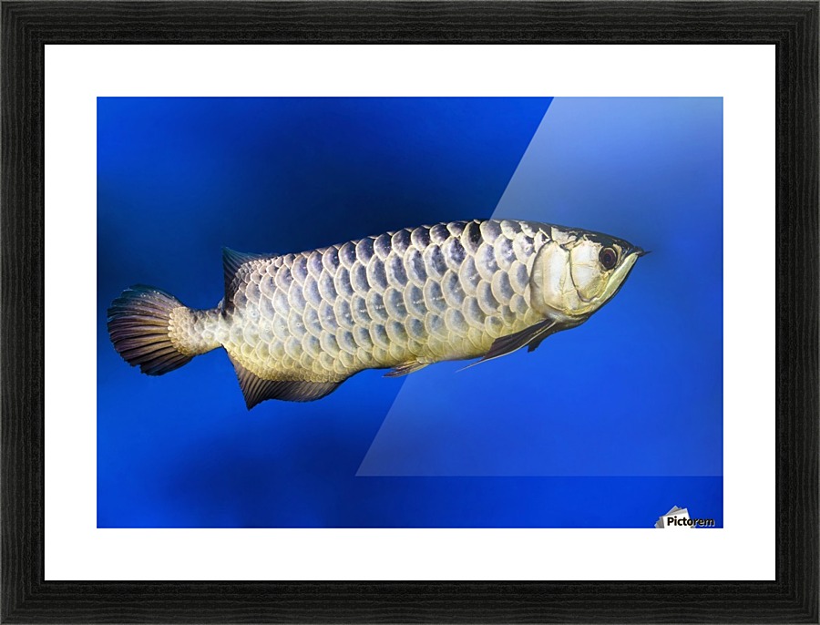 Fish Picture Frame print