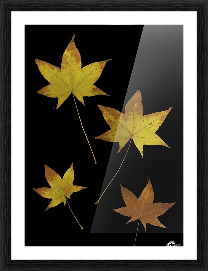 Autumn Leaves Picture Frame print