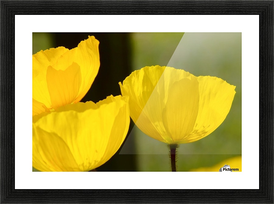 Welsh Poppy Picture Frame print