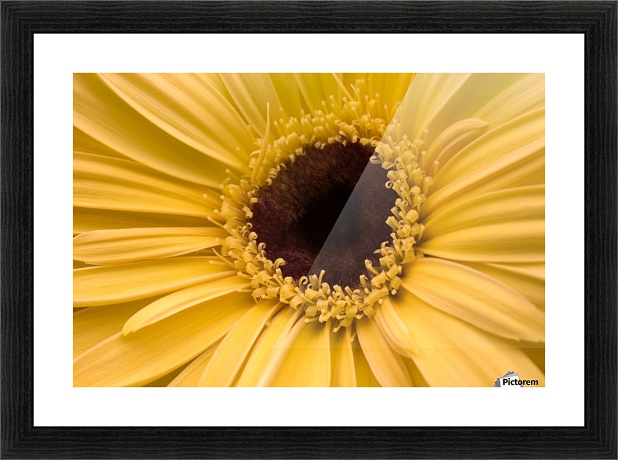 Close Up, Gerbera Daisy Picture Frame print