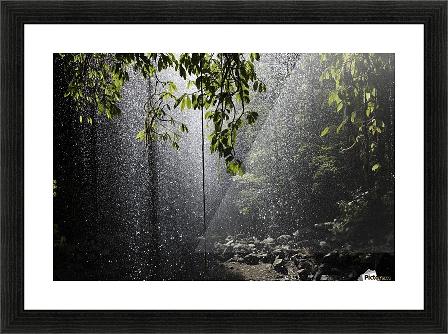 Rainforest, Bellingen, Australia Picture Frame print