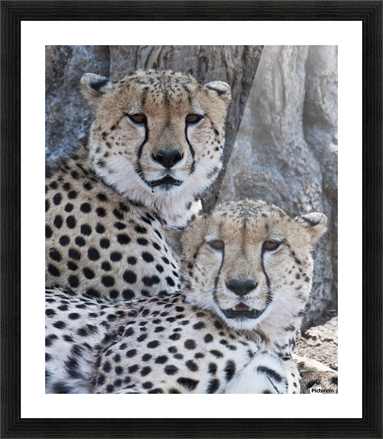 Cheetahs Picture Frame print