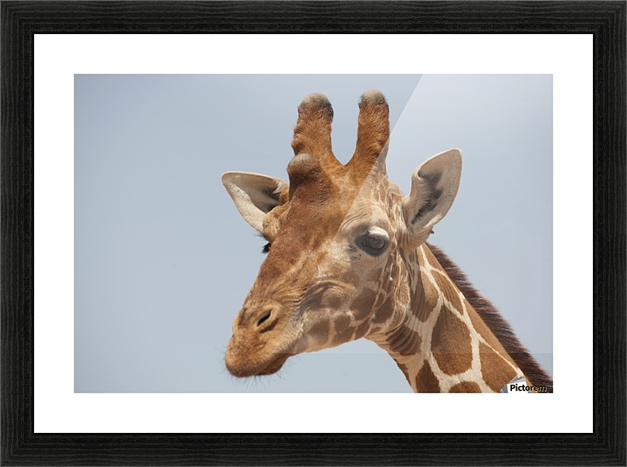 Giraffe Picture Frame print