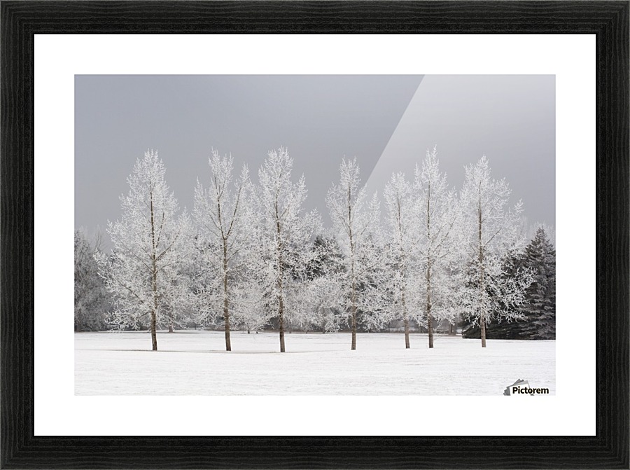 Winter, Calgary, Alberta, Canada Picture Frame print