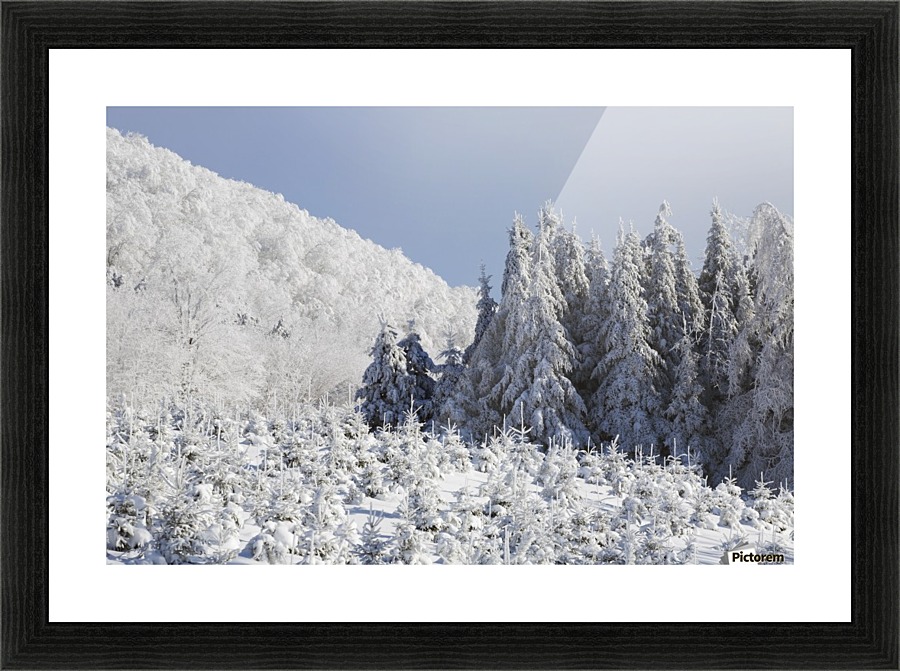 Trees Covered In Snow Picture Frame print