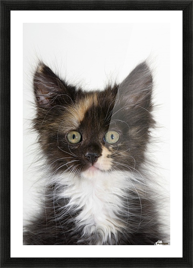 Kitten. Picture Frame print