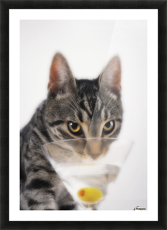 Grey tabby cat drinking martini;Vancouver british columbia canada
