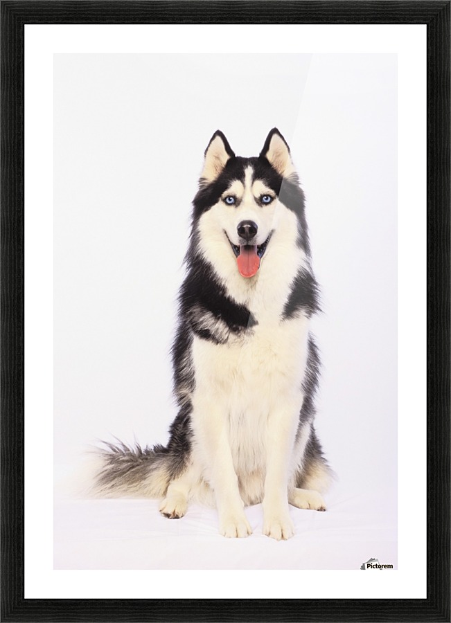 Portrait of a siberian husky;British columbia canada by
