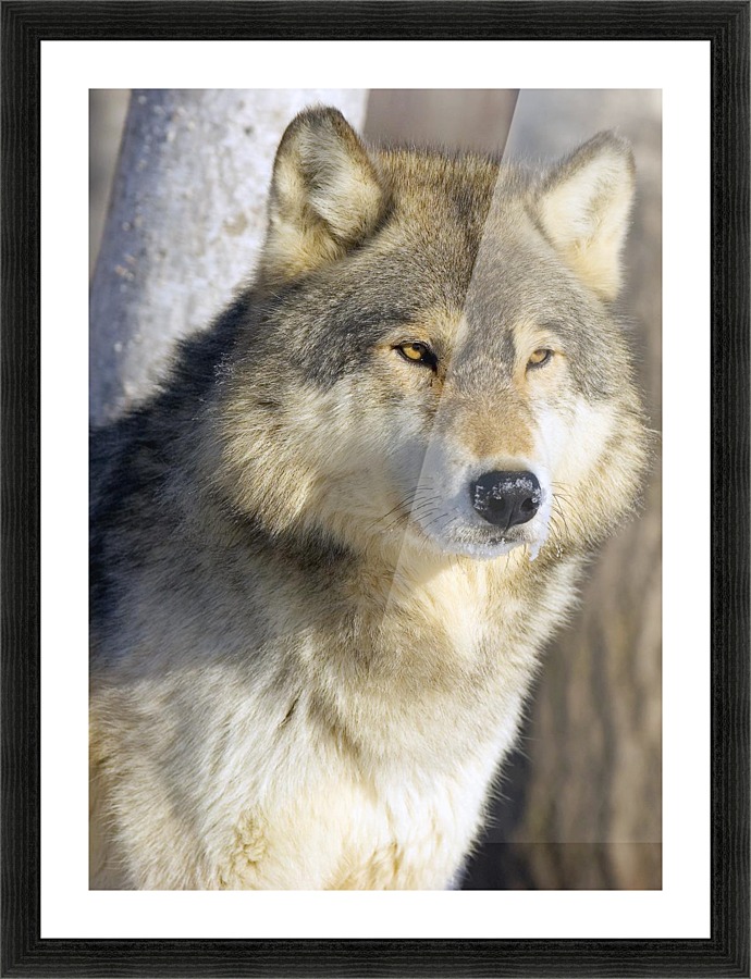 Timber Wolf Picture Frame print