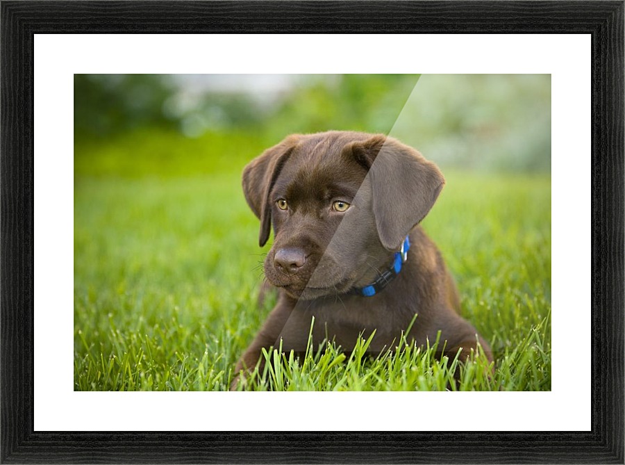 Labrador Retriever Picture Frame print
