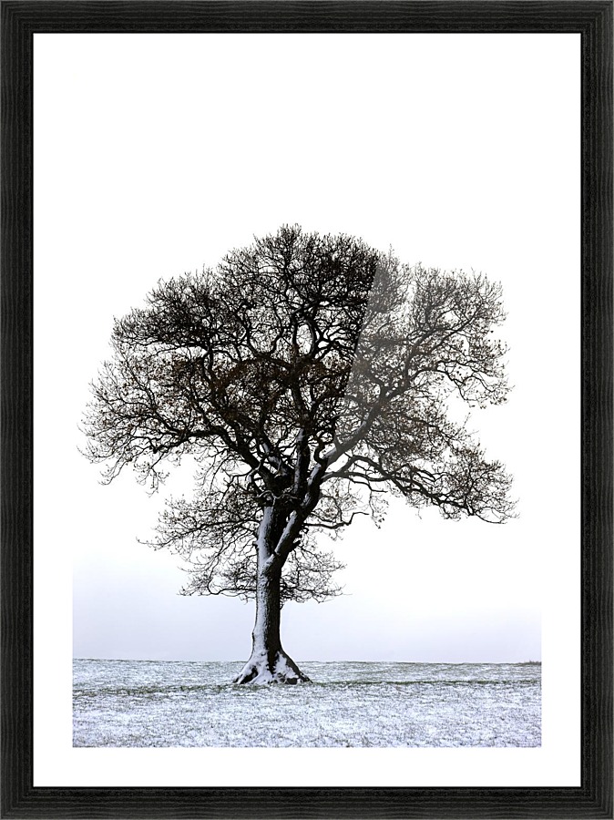 Lone Tree In Field Picture Frame print