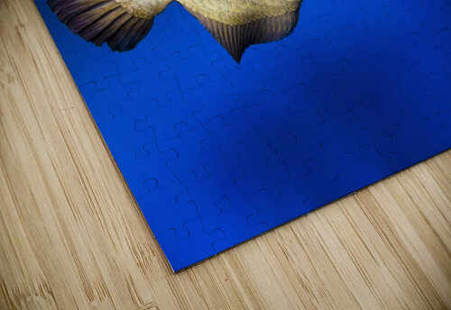 Fish PacificStock puzzle