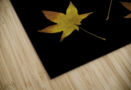 Autumn Leaves PacificStock puzzle