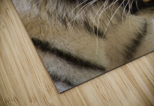 Tiger PacificStock puzzle
