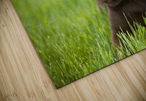 Labrador Retriever PacificStock puzzle