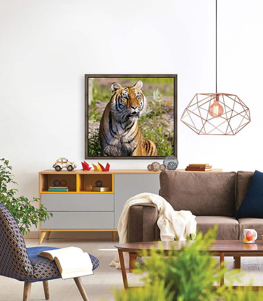 Tiger Watching Reproduction
