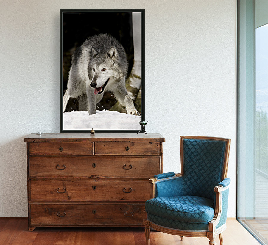 Wolf Reproduction
