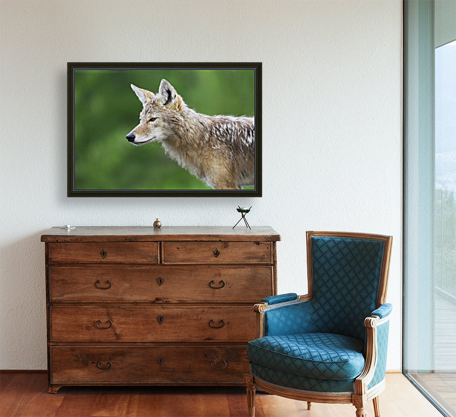 Coyote Reproduction