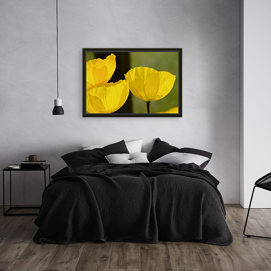 Welsh Poppy Reproduction