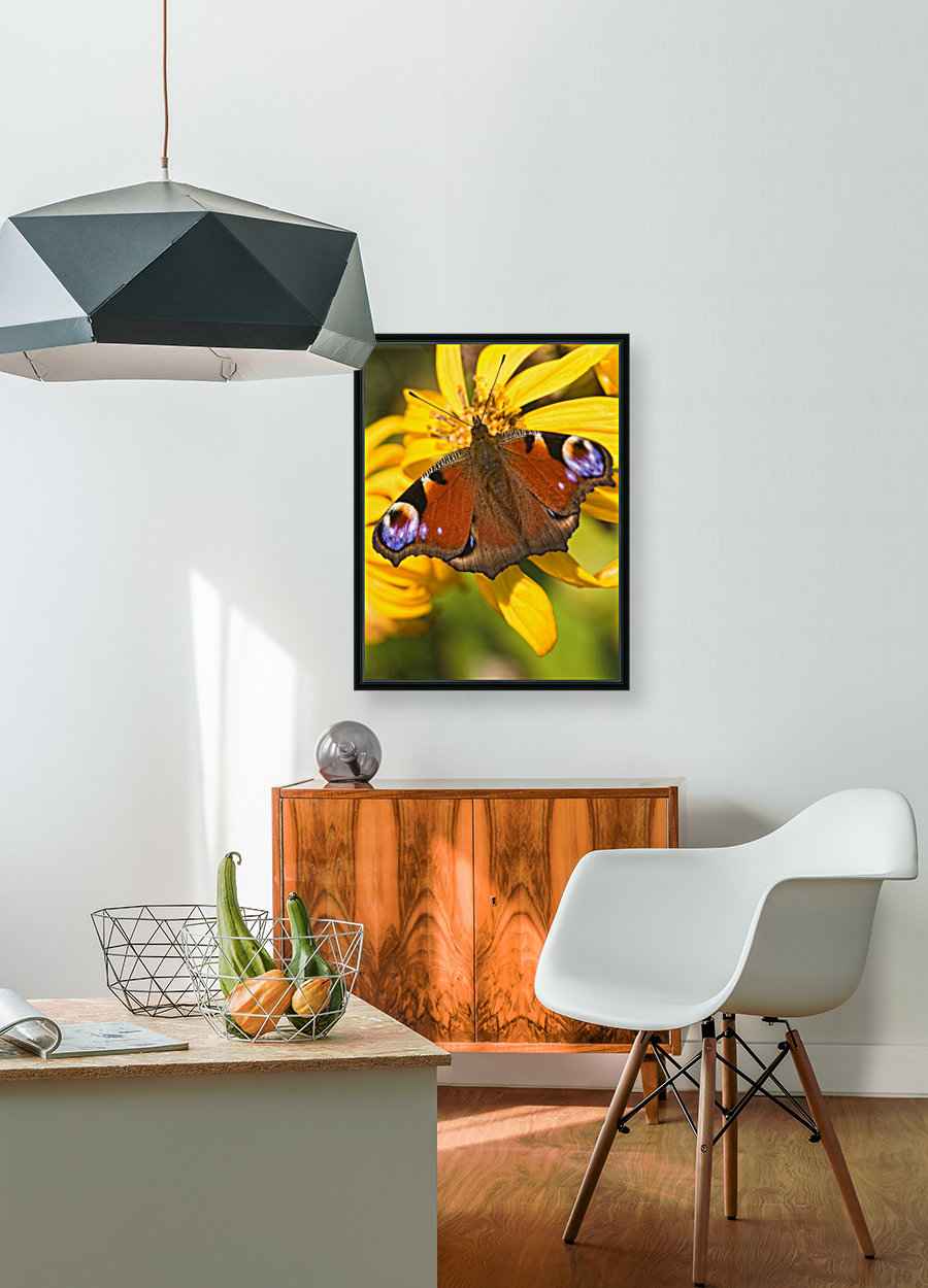 Peacock Butterfly Reproduction