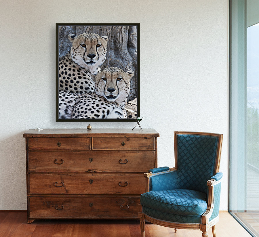 Cheetahs Reproduction