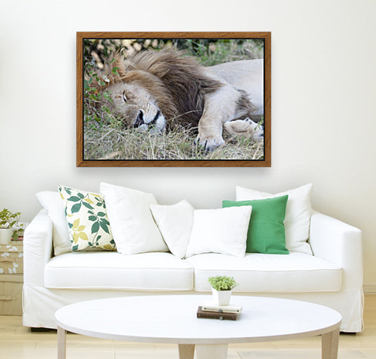 Lion Reproduction
