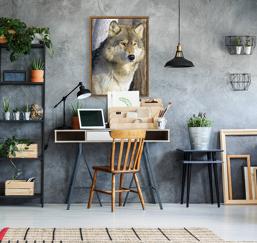 Timber Wolf Reproduction