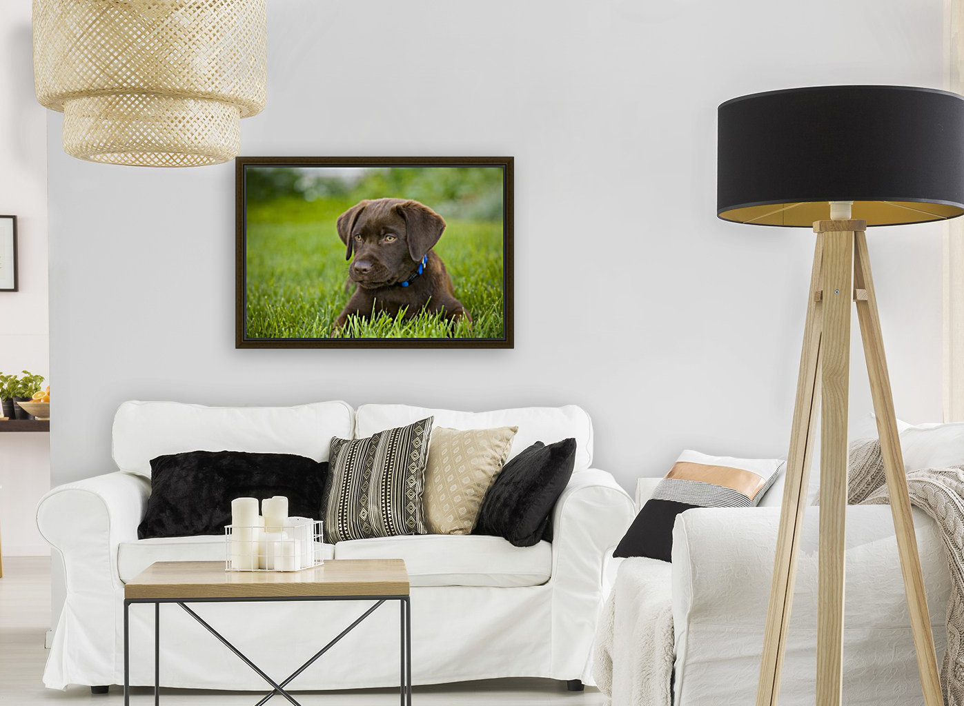 Labrador Retriever Reproduction