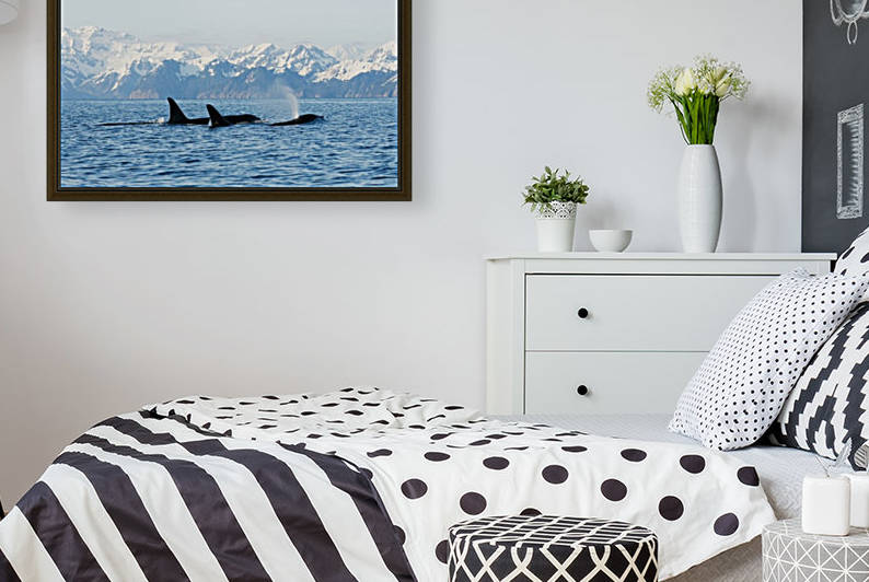 killer whale, or orcas, Orcinus orca, pod in traveling in Resurrection Bay, Kenai Fjords National Park, outside Seward, southcentral Alaska, spring by PacificStock
