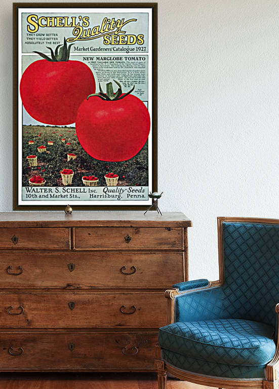 Historic Schell's seed catalog with illustration of Marglobe tomato from 20th century. by PacificStock