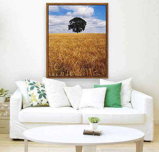 Ireland, Barley Field With Oak Tree by PacificStock