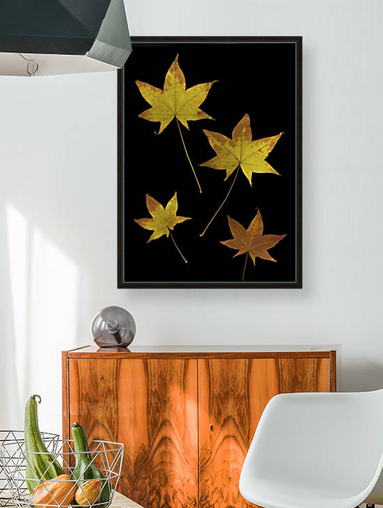 Autumn Leaves by PacificStock