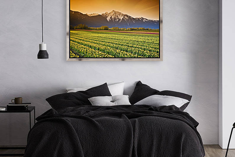 Tulip Cultivation, British Columbia, Canada by PacificStock