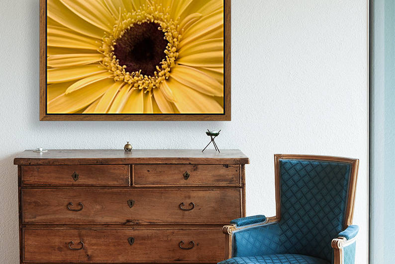 Close Up, Gerbera Daisy by PacificStock